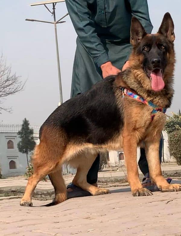 German shepherd double coat confirm breeder female for sale 1