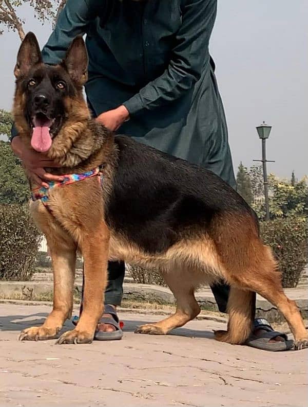 German shepherd double coat confirm breeder female for sale 2