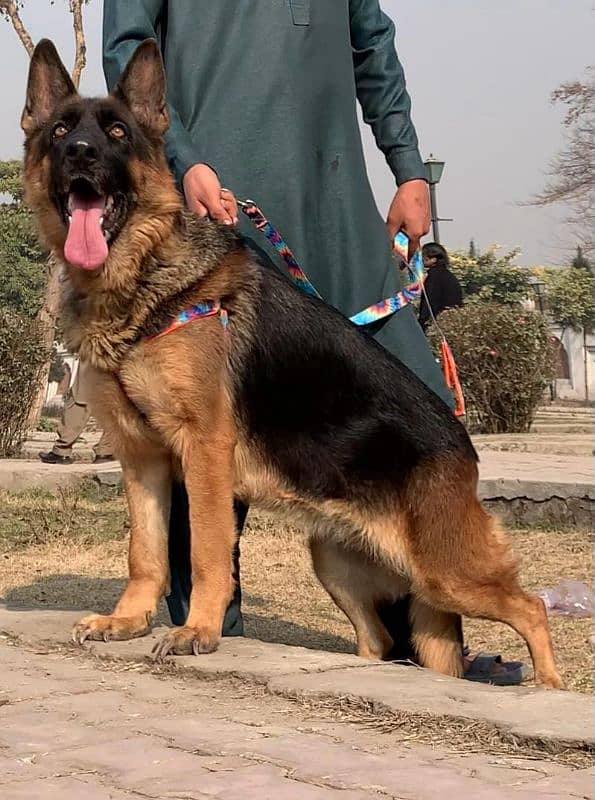 German shepherd double coat confirm breeder female for sale 3