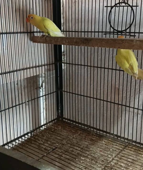 Breeder pair for sale 2