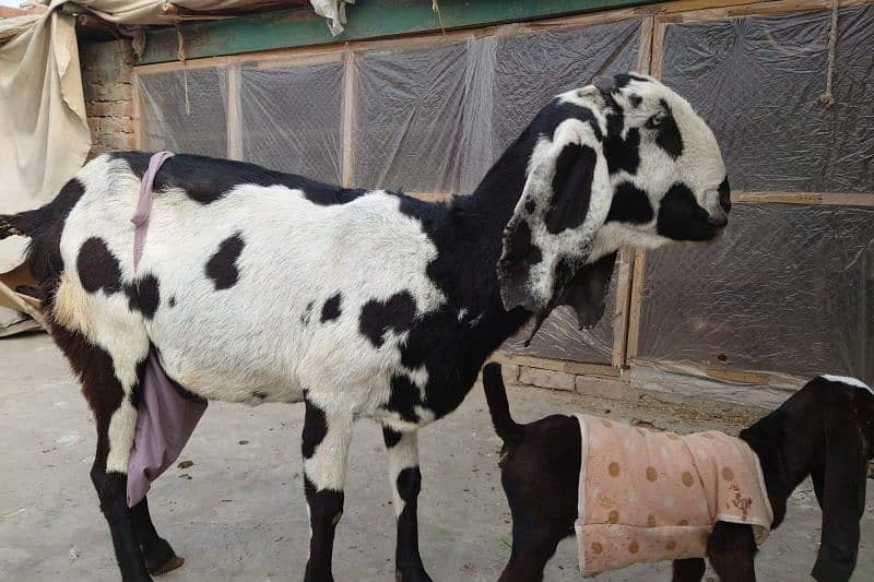 goat for sale+female baby 3