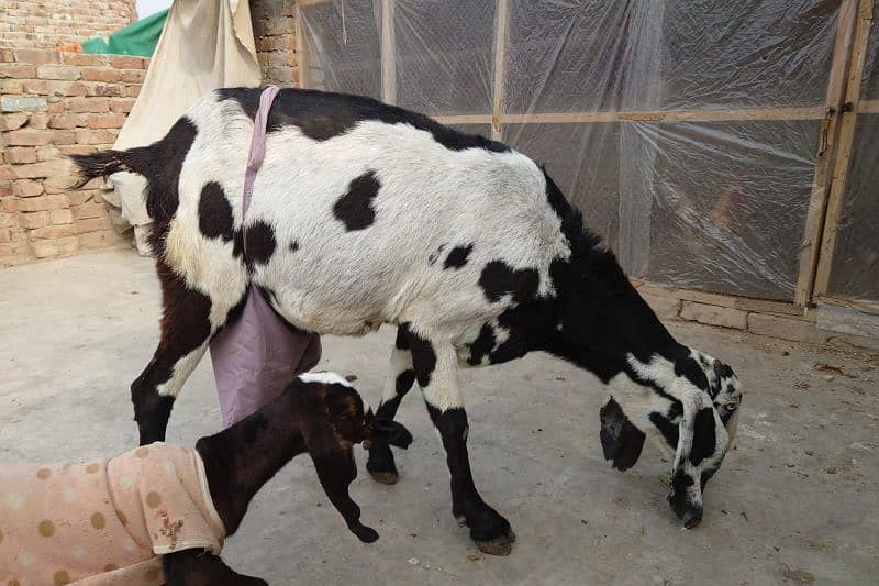 goat for sale+female baby 4