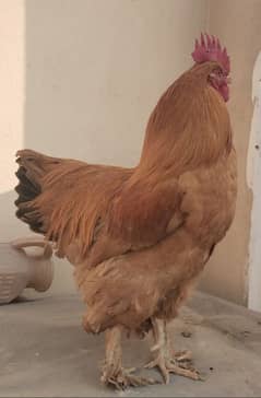 golden buff hens fertile eggs available