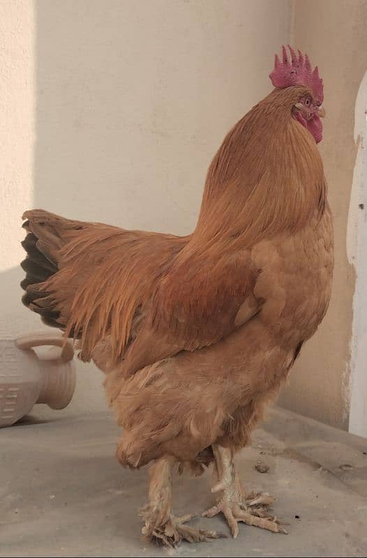 golden buff hens fertile eggs available 0