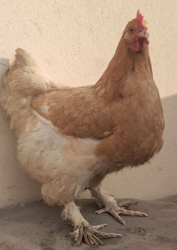 golden buff hens fertile eggs available 1