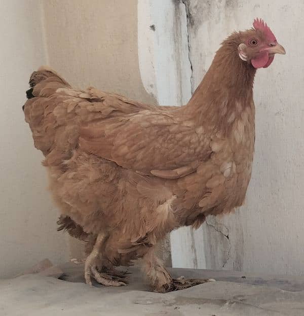 golden buff hens fertile eggs available 2