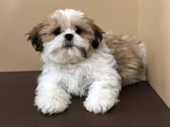 TOP bloodline shihTzu puppies