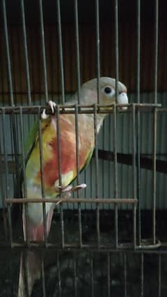 Pine apple Yellow shaded Red factore Female 03217242445