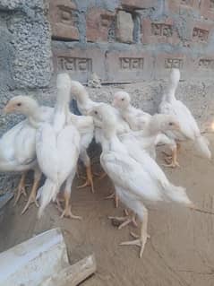 white o shamo chick for sale