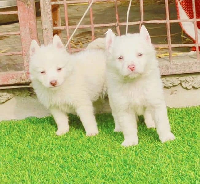 Pure Russian female Two 2 female Age 2 month for Sale Available Cargo 0