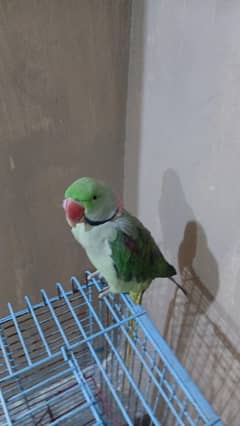 Raw Parrot | Green parrot | Talking & Hand tame Parrot | breeder