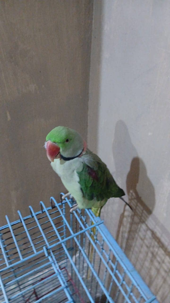 Raw Parrot | Green parrot | Talking & Hand tame Parrot | breeder 0