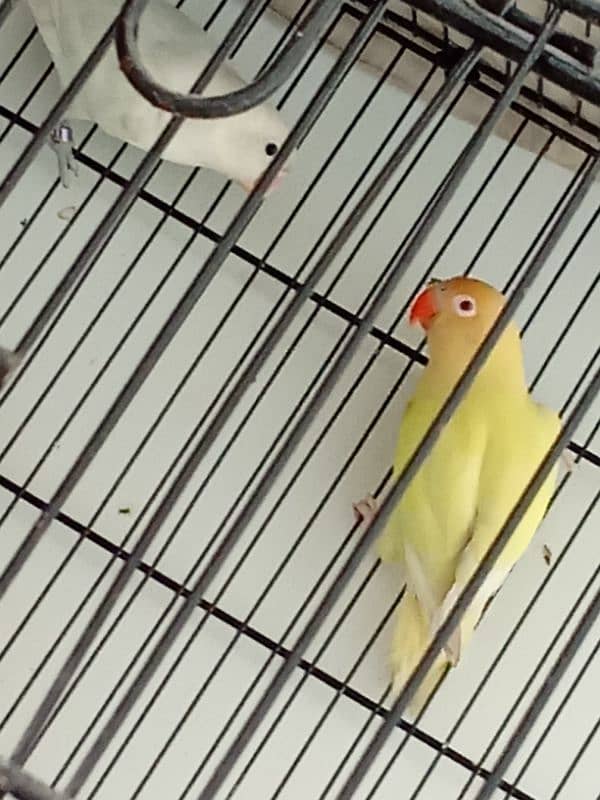 Breeder Pair Lovebirds | Albino Split Male & Cremino Female – 8000 0