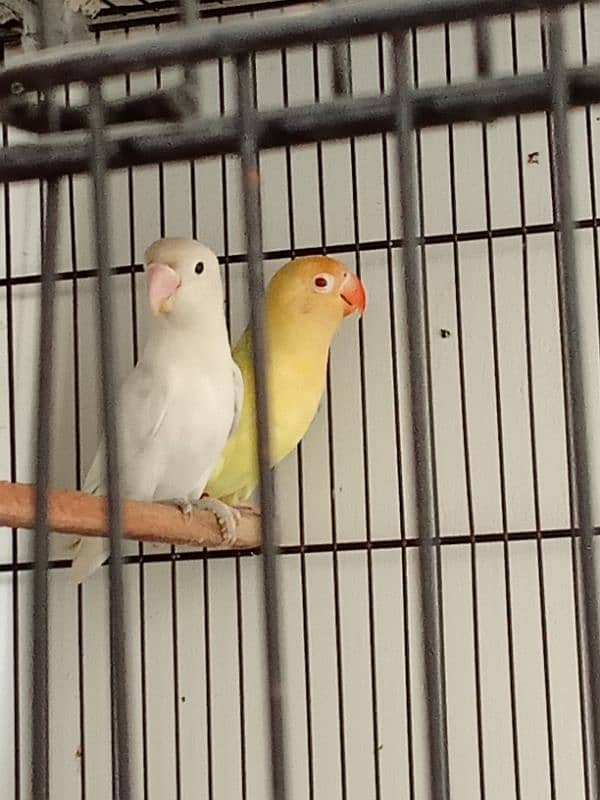 Breeder Pair Lovebirds | Albino Split Male & Cremino Female – 8000 1