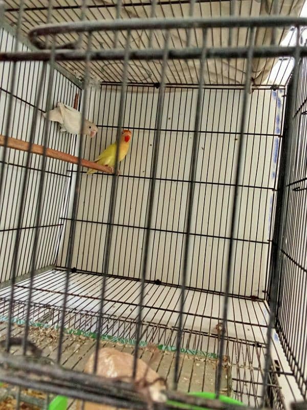 Breeder Pair Lovebirds | Albino Split Male & Cremino Female – 8000 2