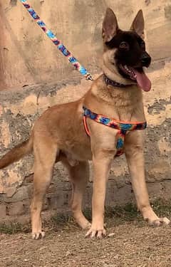 Alsatian bagiyadi Full security guard male age 8 months for sale