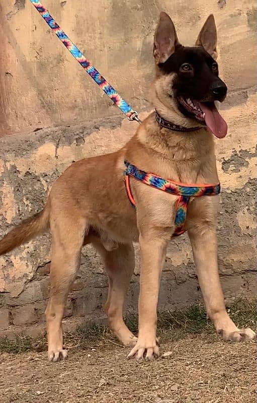 Alsatian bagiyadi Full security guard male age 8 months for sale 0