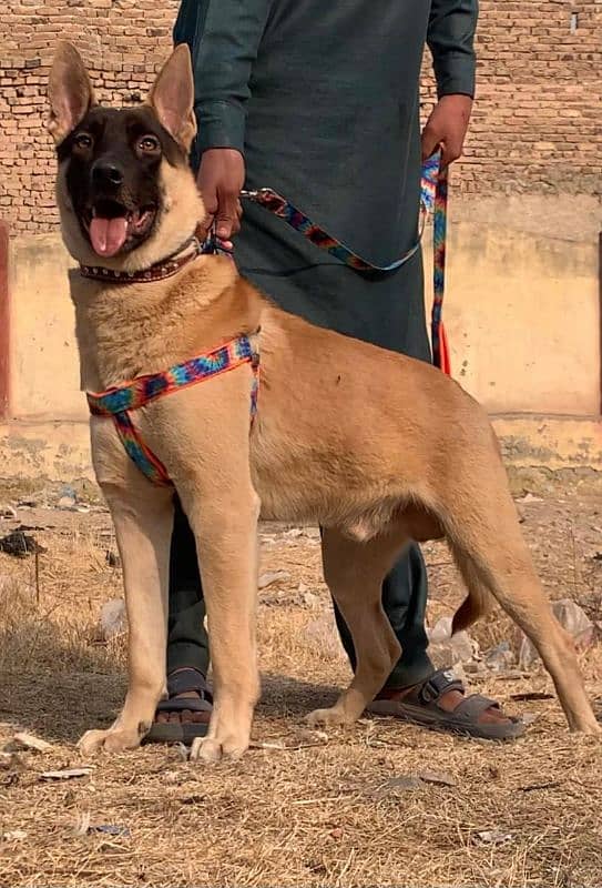 Alsatian bagiyadi Full security guard male age 8 months for sale 1