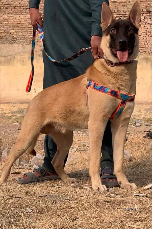 Alsatian bagiyadi Full security guard male age 8 months for sale 2