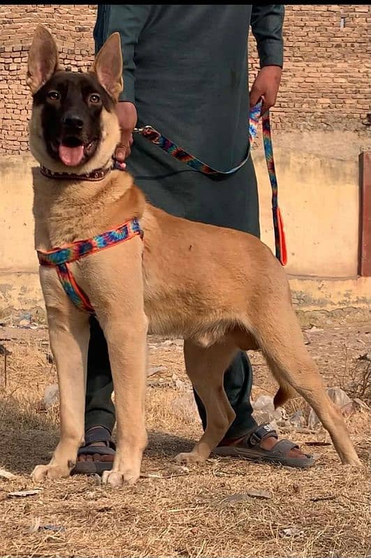 Alsatian bagiyadi Full security guard male age 8 months for sale 3