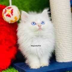 white blue eyes Persian Kittens | Triple Coated | Persian cat babies