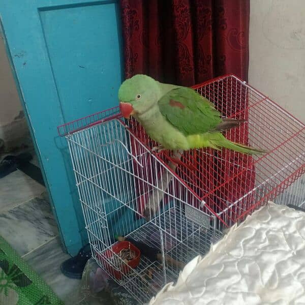 Raw parrot 0