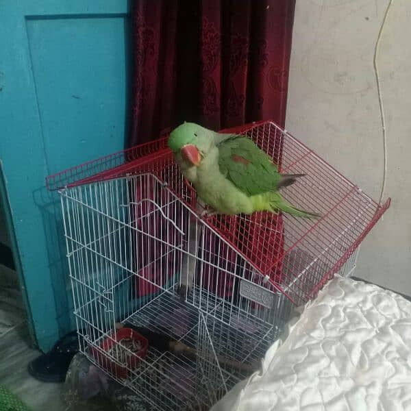 Raw parrot 1