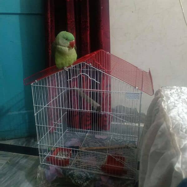 Raw parrot 2