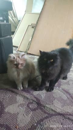 Persian Cat | Triple Coated | Pair Male and Female |