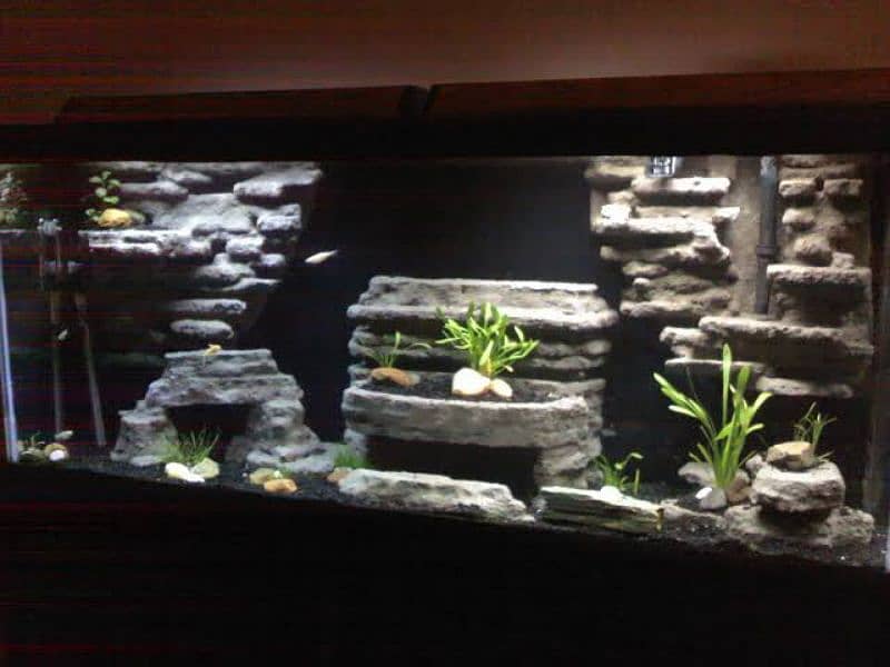 aquarium for sale 11