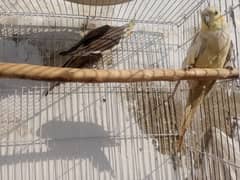 grey cocktail pair age 1.5 saal demand 4500 location Jhelum