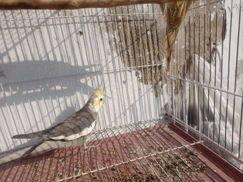 grey cocktail pair age 1.5 saal demand 4500 location Jhelum 2