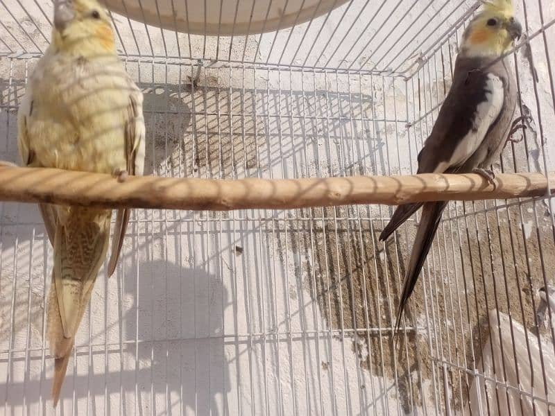 grey cocktail pair age 1.5 saal demand 4500 location Jhelum 3