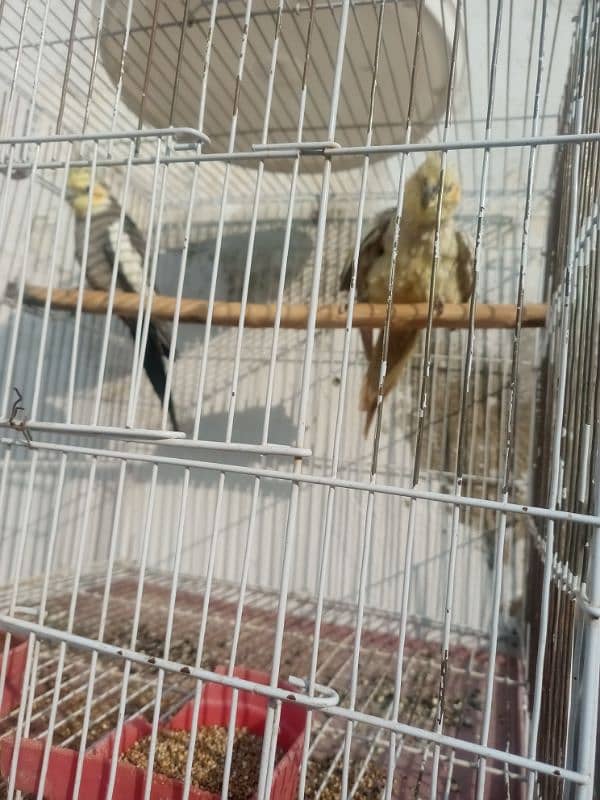 grey cocktail pair age 1.5 saal demand 4500 location Jhelum 5