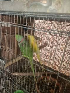 yellow Raw female 4 generation bonded pair