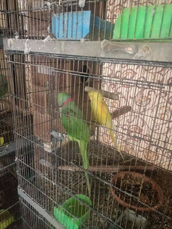 yellow Raw female 4 generation bonded pair 1