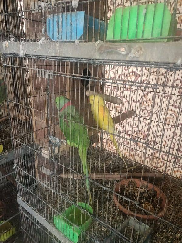 yellow Raw female 4 generation bonded pair 2