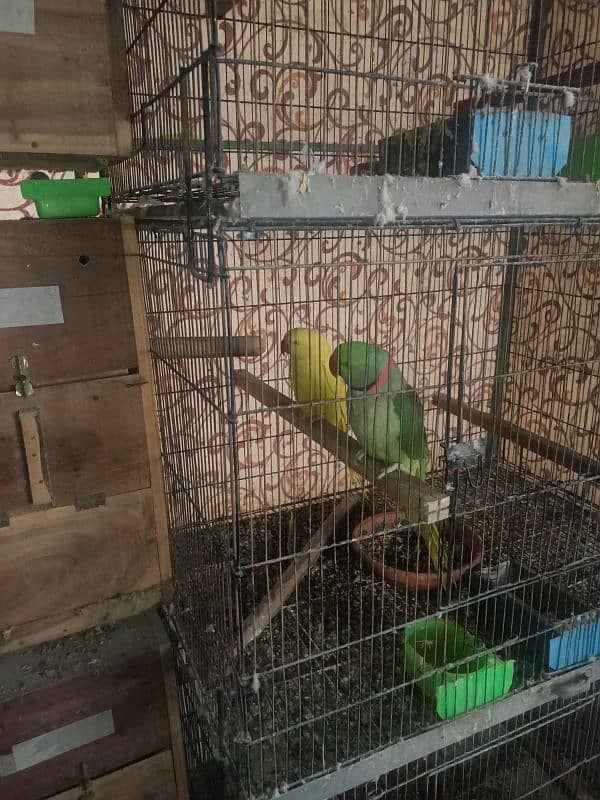 yellow Raw female 4 generation bonded pair 4