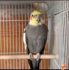 Cocktail grey male for sale