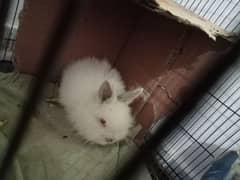 Lion Head Angora Rabbit