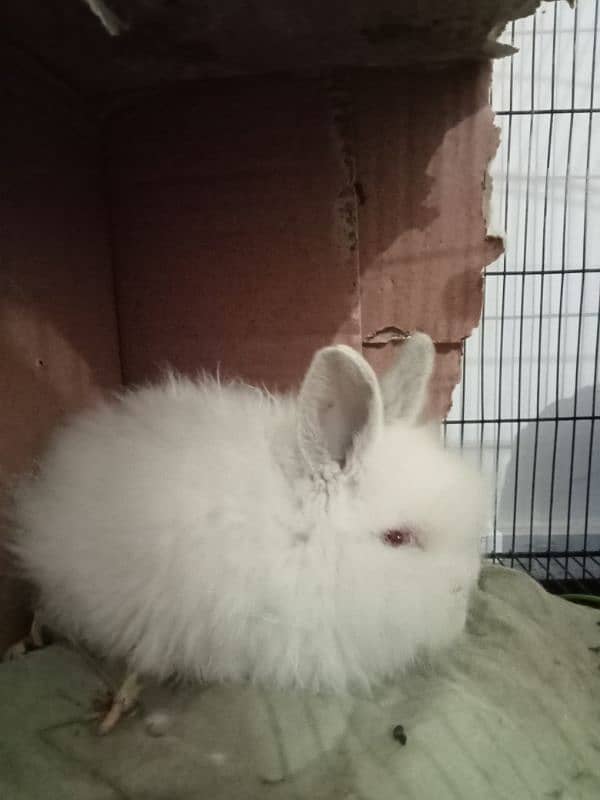 Lion Head Angora Rabbit 1