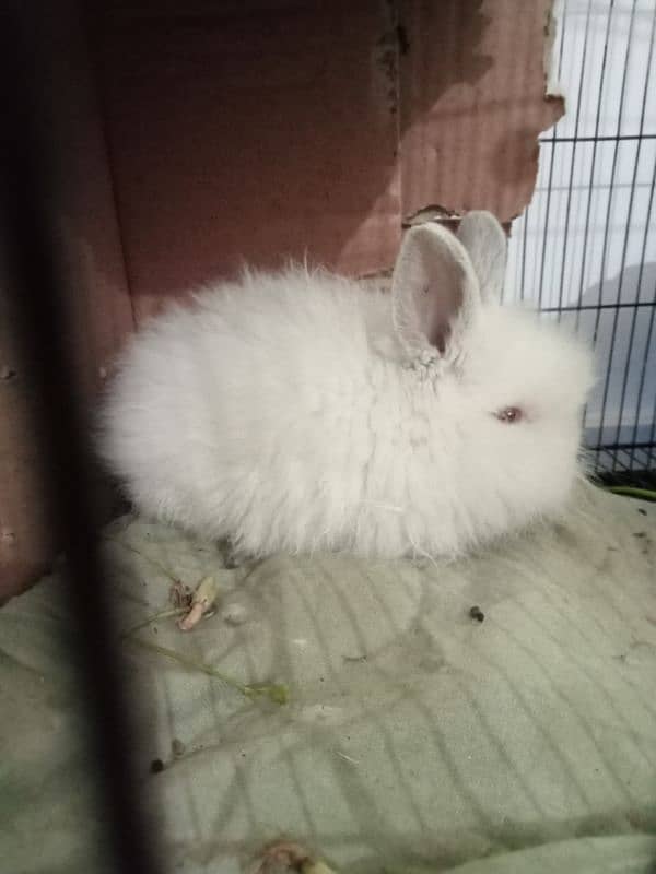 Lion Head Angora Rabbit 2