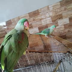 2 RAW parrots with cage