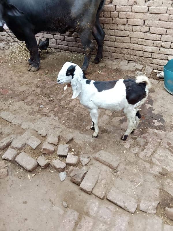 Desi Bakra 1