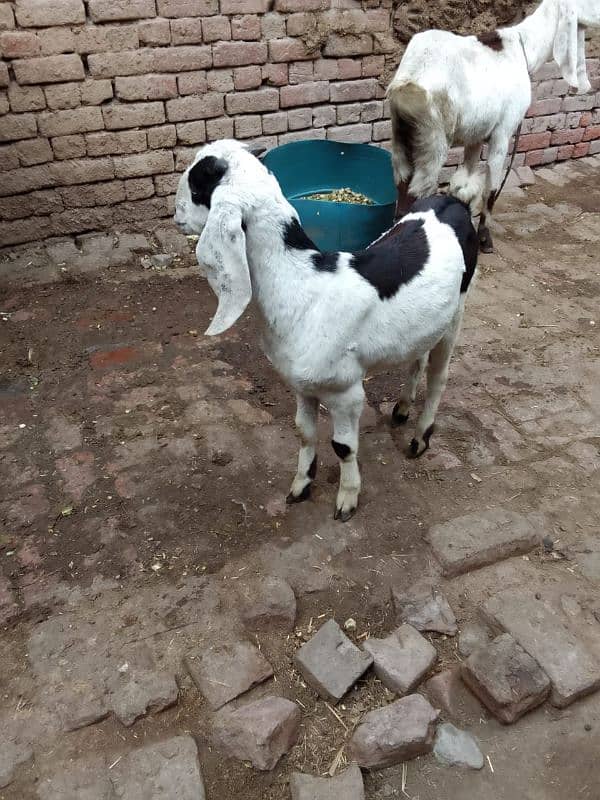 Desi Bakra 6