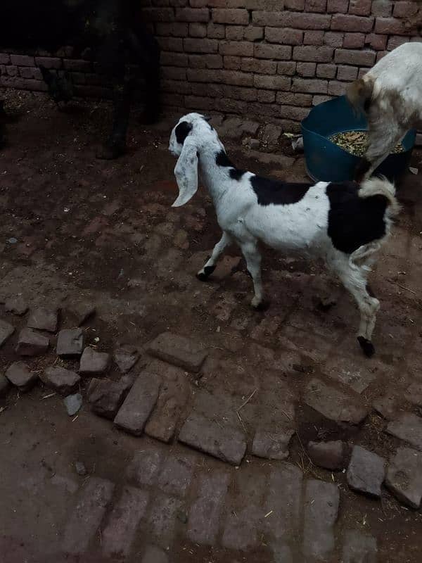 Desi Bakra 8