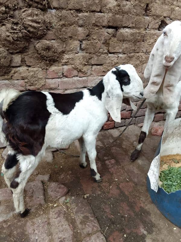 Desi Bakra 9