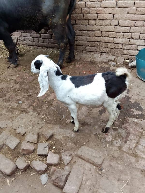 Desi Bakra 11