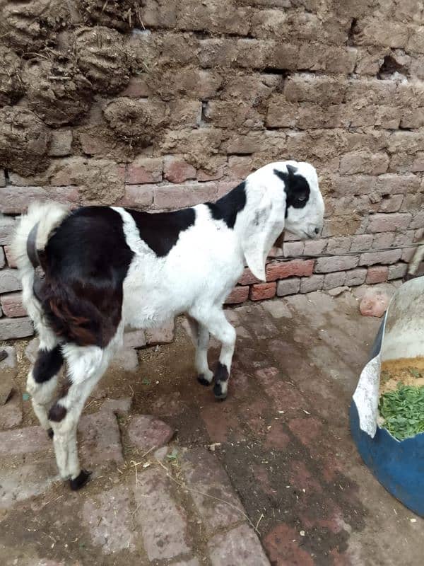 Desi Bakra 13