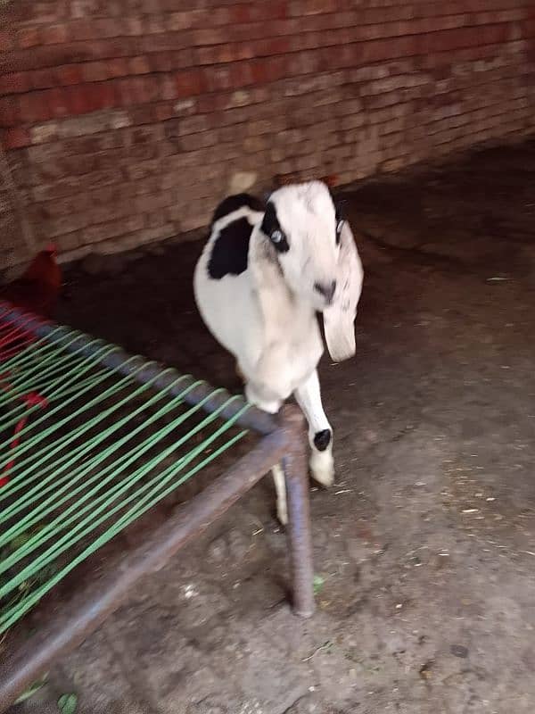 Desi Bakra 15